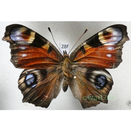 Aglais io (Linnaeus, 1758) Poland28f